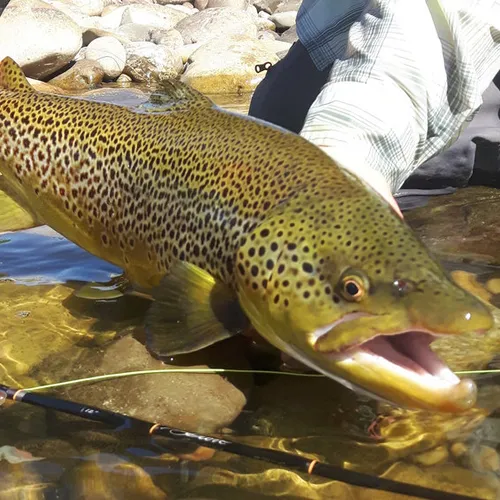 2025 Bow River Guided Trip